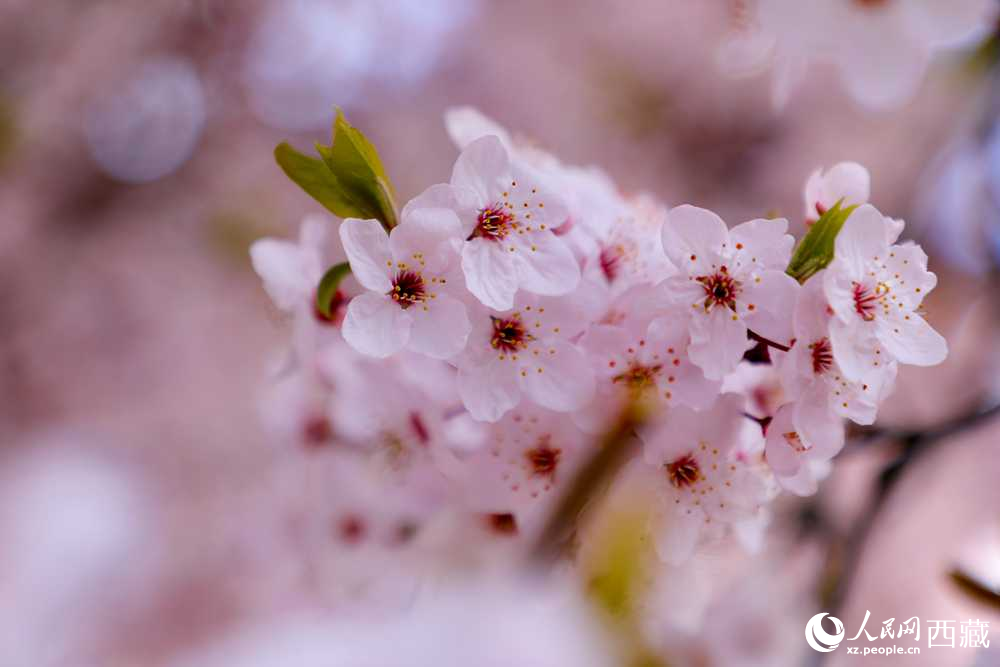 桃花盛開惹人醉。人民網(wǎng)記者 次仁羅布攝