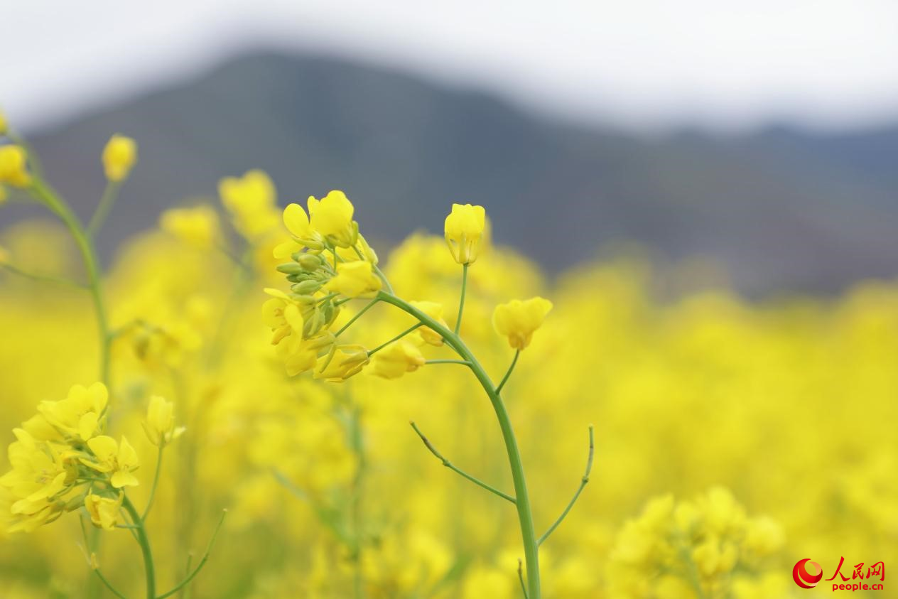 金色油菜花鋪滿大地。 人民網(wǎng) 李海霞攝