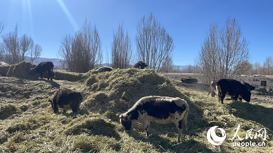 長所鄉(xiāng)森嘎村村民的牲畜在食用新鮮飼草。人民網(wǎng)記者 郝潔攝