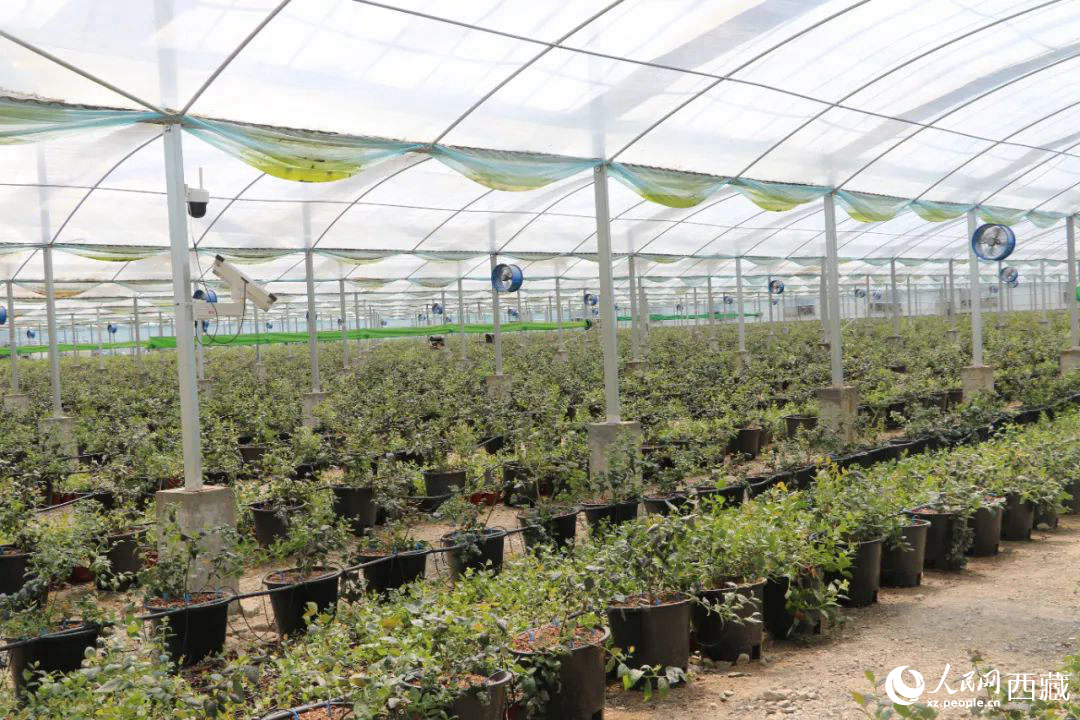 戈壁田園藍莓工業(yè)化種植基地。次仁龍布攝