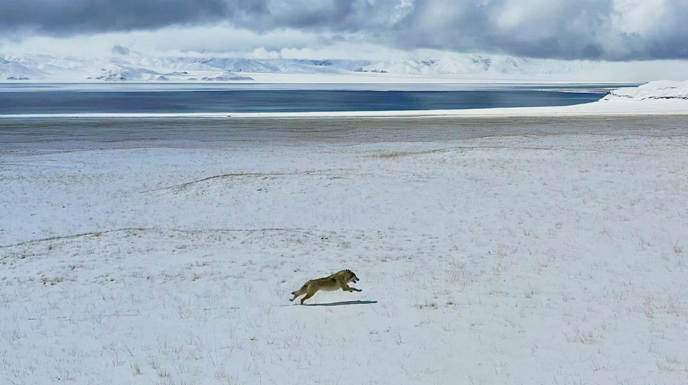 雪地里疾馳的阿里“狼”。