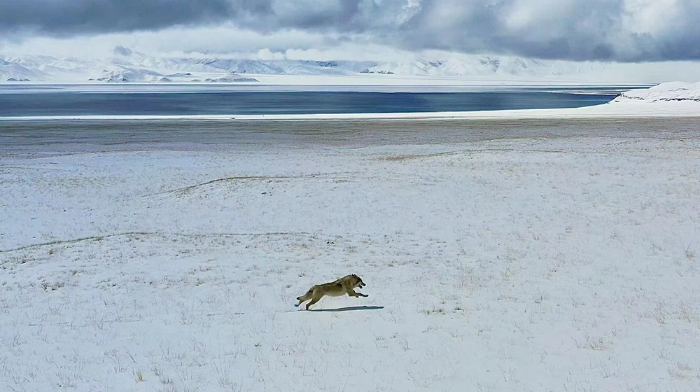 雪地里疾馳的阿里“狼”。