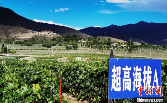 圖為桑日縣種植的葡萄?！∩侥仙Ｈ湛h委宣傳部提供