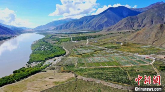 圖為桑日縣葡萄種植基地?！∩侥仙Ｈ湛h委宣傳部提供