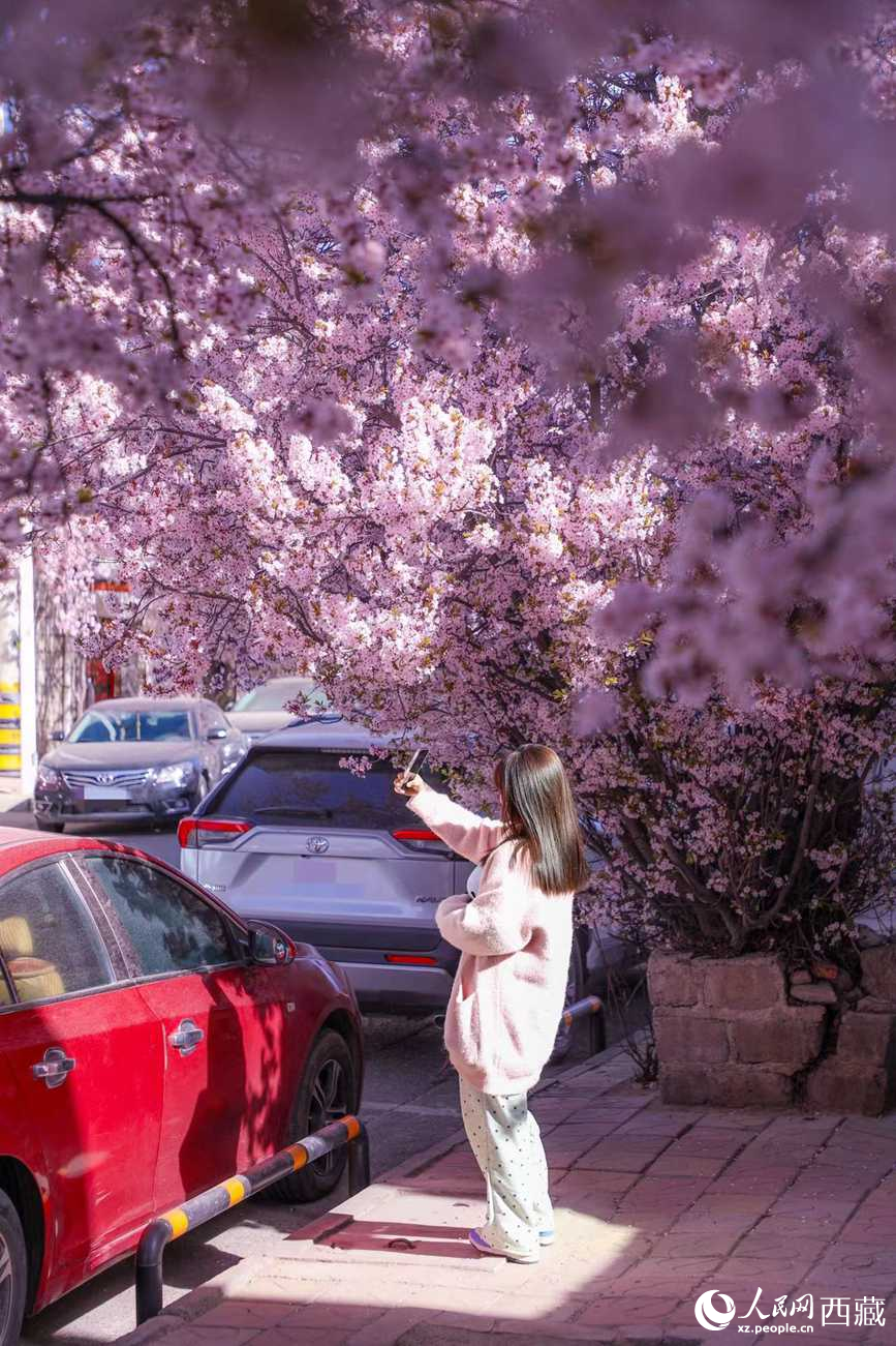 桃林下，拉薩市民游客樂(lè)享春光。人民網(wǎng)記者 次仁羅布攝