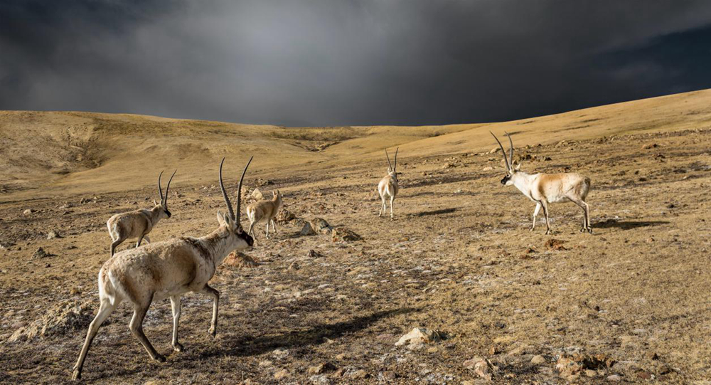 “高原精靈”藏羚羊。尼瑪多吉攝