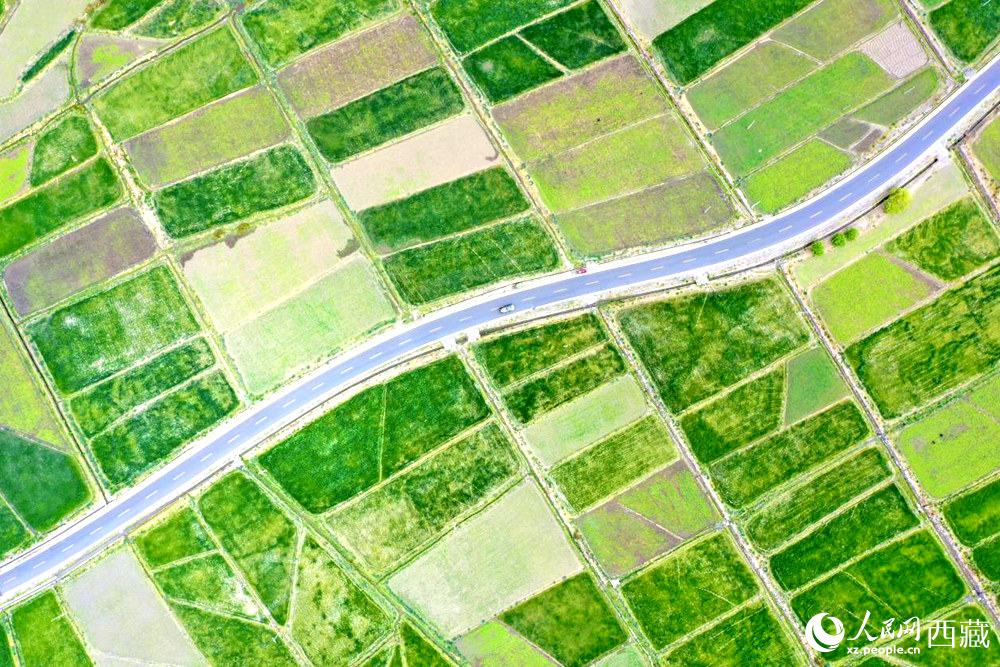 無人機視角下的西藏山南市瓊結農(nóng)田。人民網(wǎng)記者 次仁羅布攝